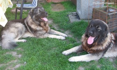 Fury et Furko 23 months